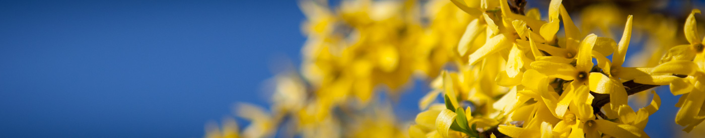 Forsycja pośrednia 'Lynwood'