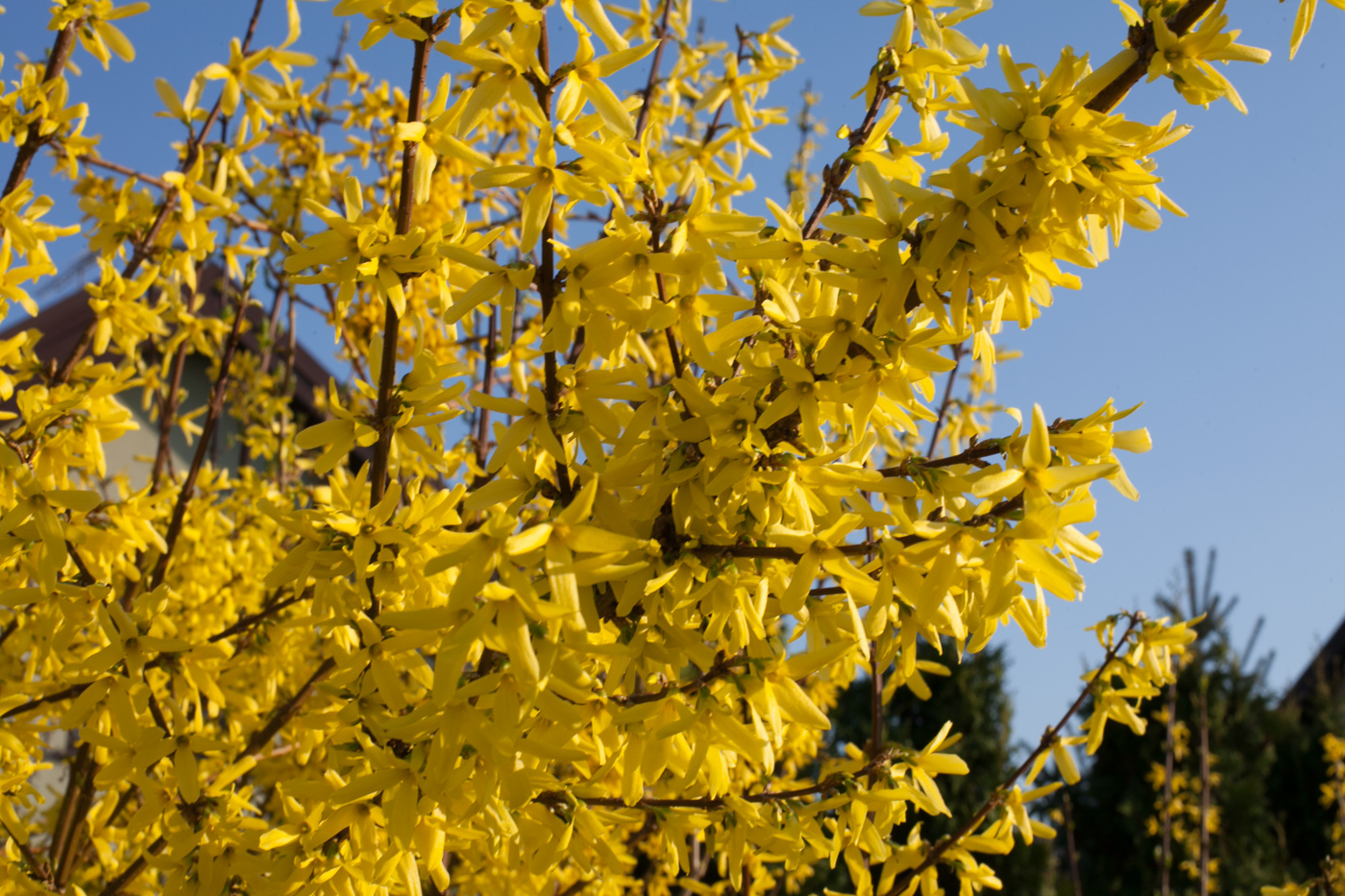 Forsycja pośrednia 'Maluch'