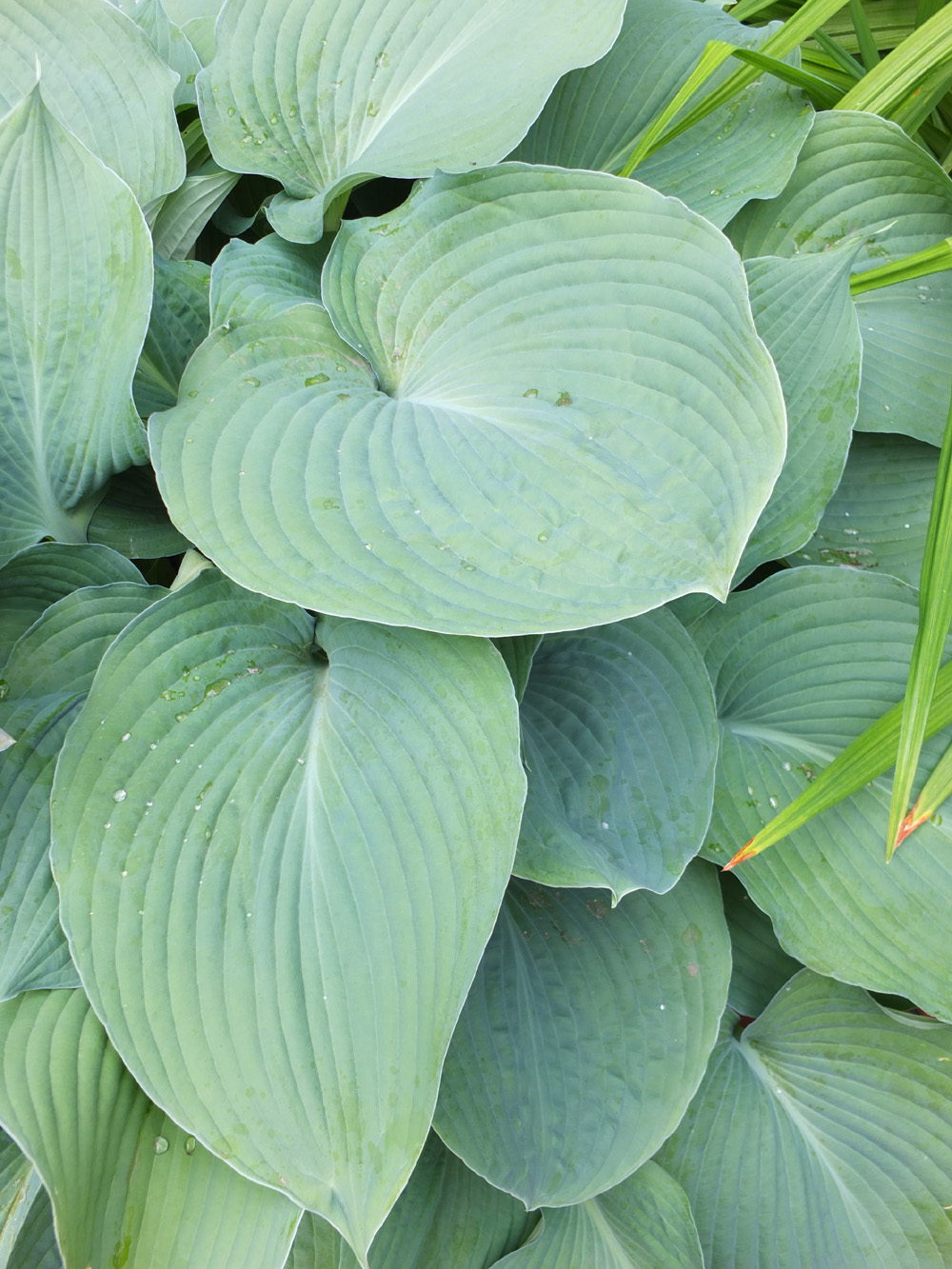 Funkia 'Big Daddy', hosta, duża roślina