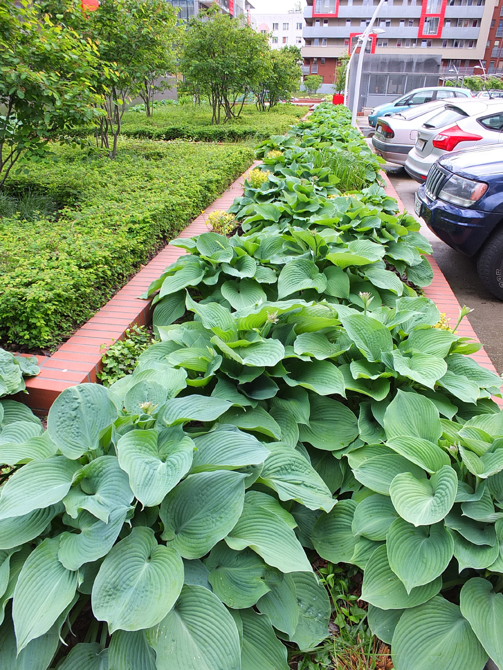 Funkia 'Big Daddy', hosta, duża roślina