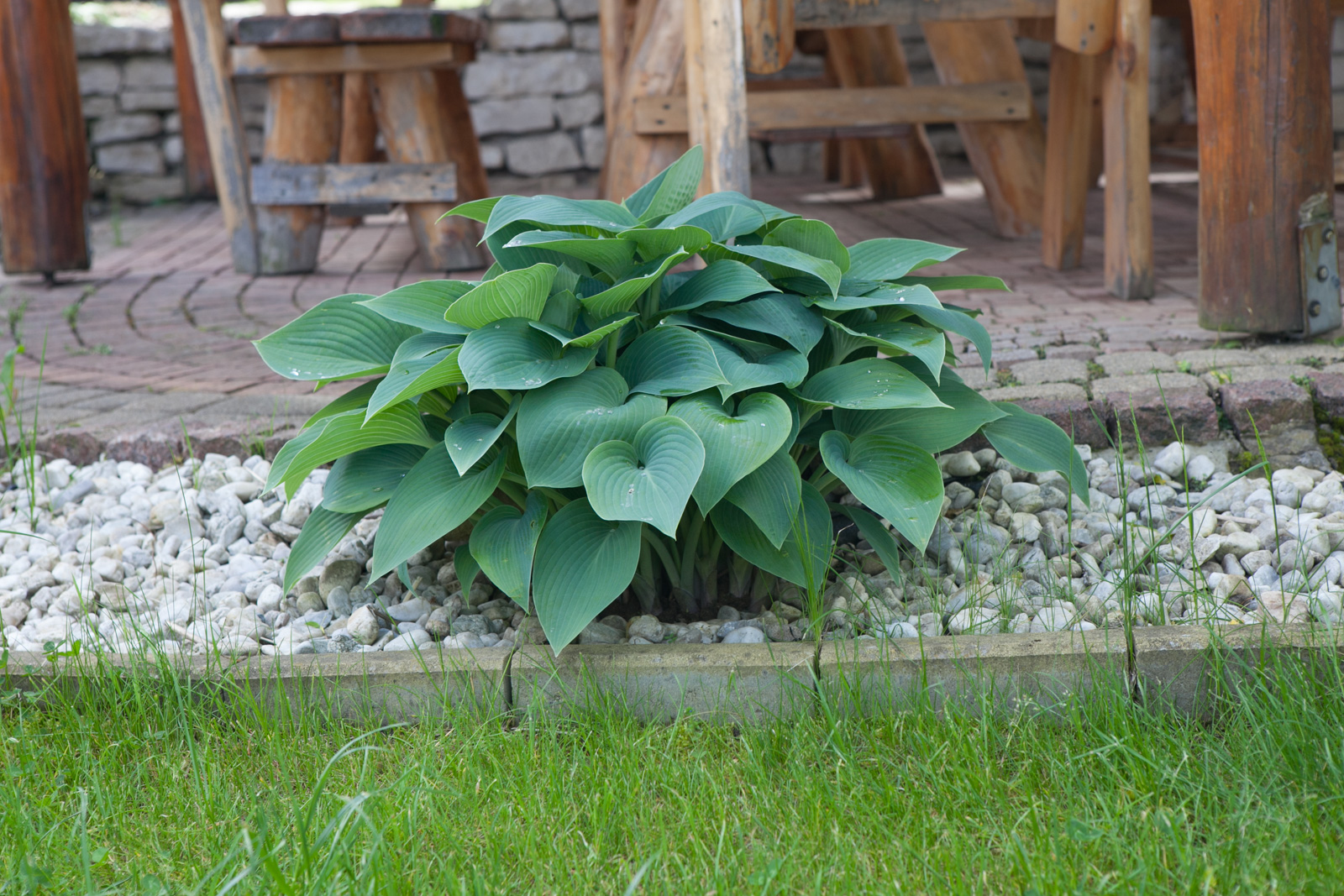 Funkia 'Blue Cadet'