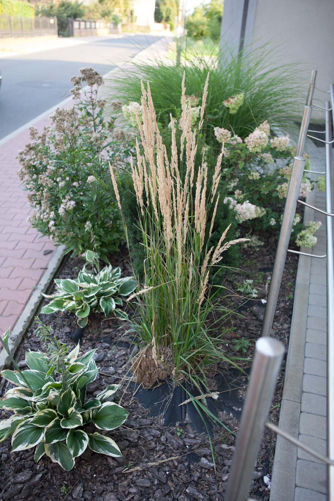 Funkia 'Minuteman'