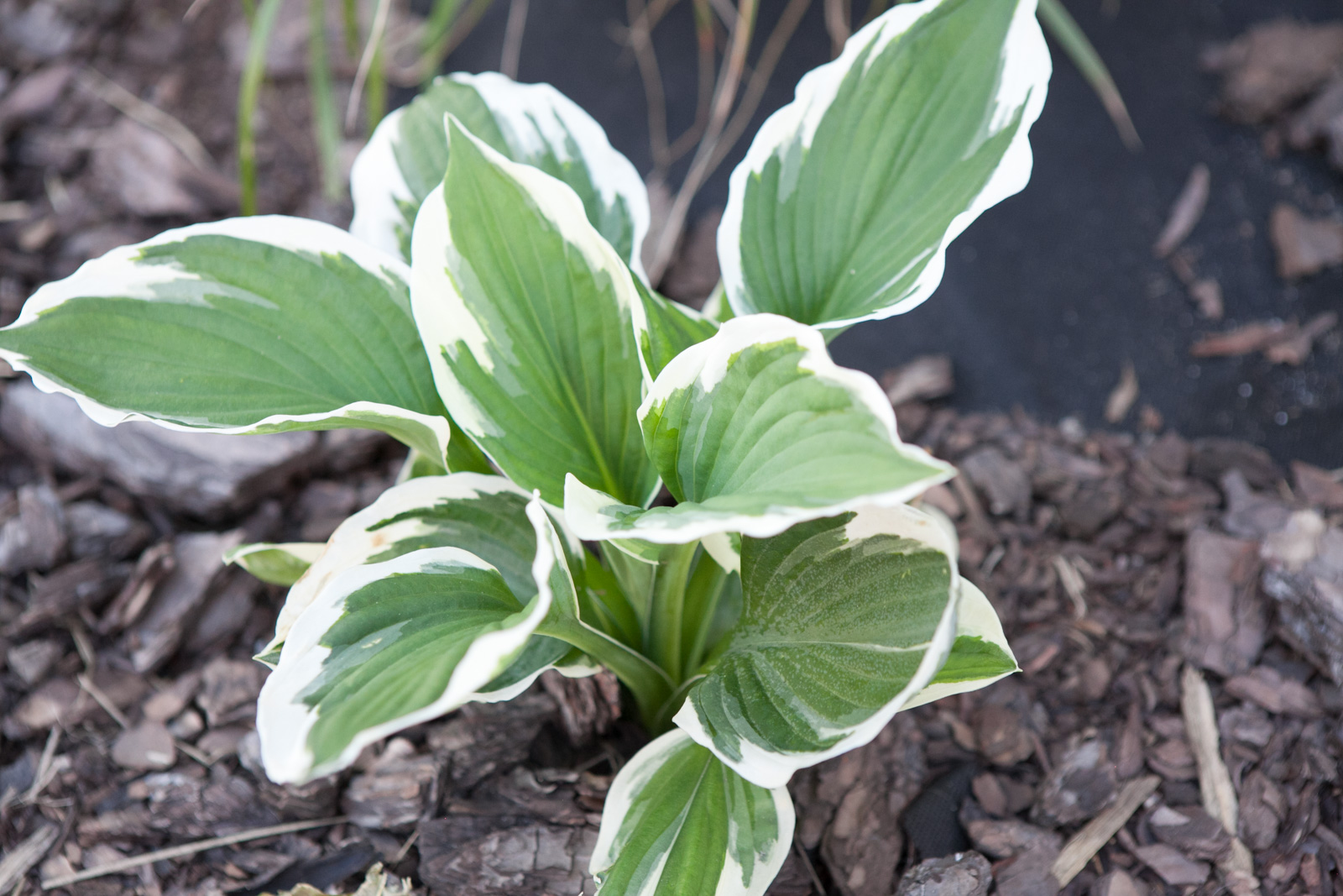 Funkia 'Minuteman'