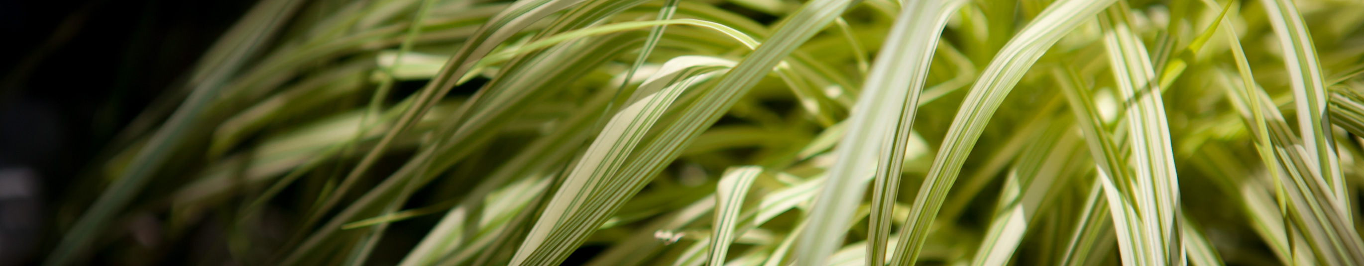 Hakonechloa smukła All Gold