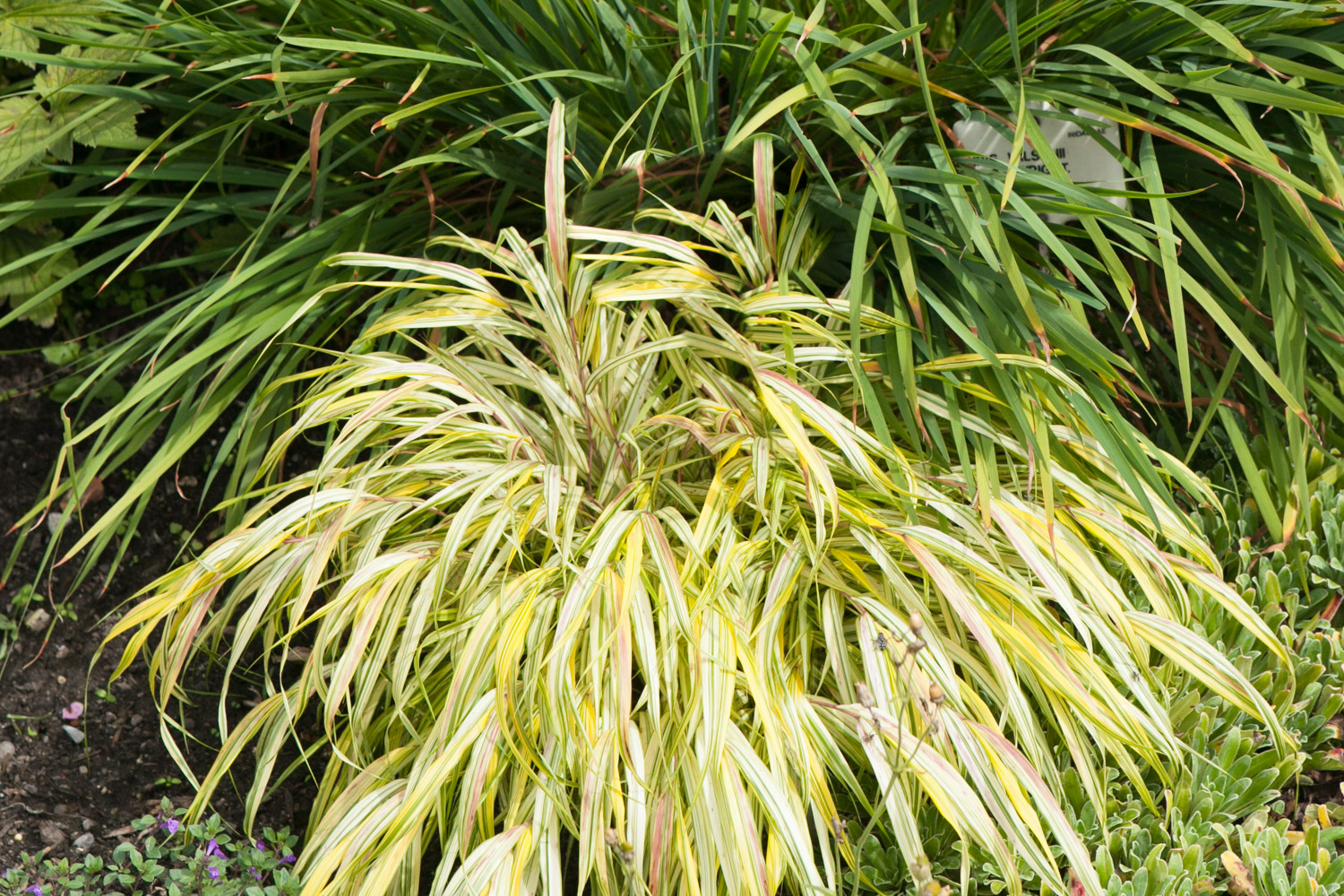 Hakonechloa smukła Aureola