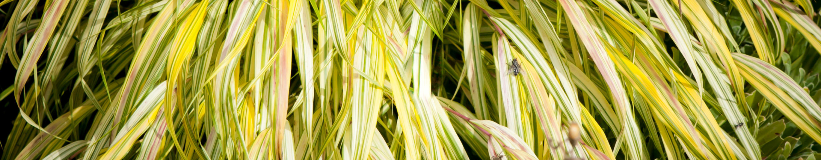 Hakonechloa smukła Aureola
