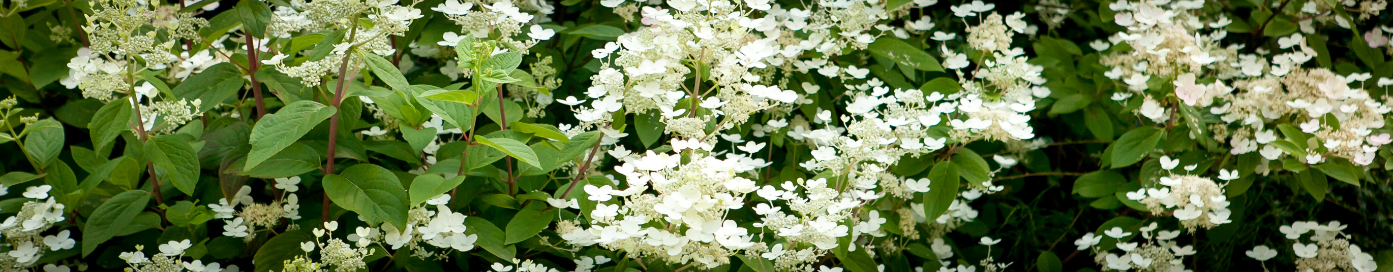 Hortensja bukietowa Dart's Little Dot