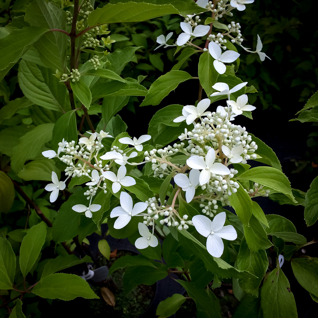 Hortensja bukietowa Great Star Le Vasterival