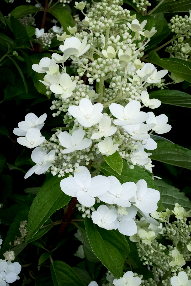 Hortensja bukietowa Kyushu