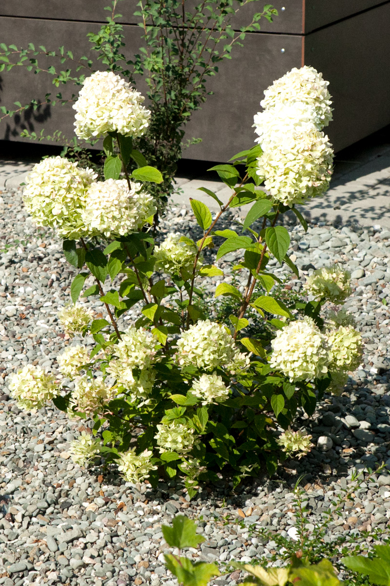 Hortensja bukietowa Phantom