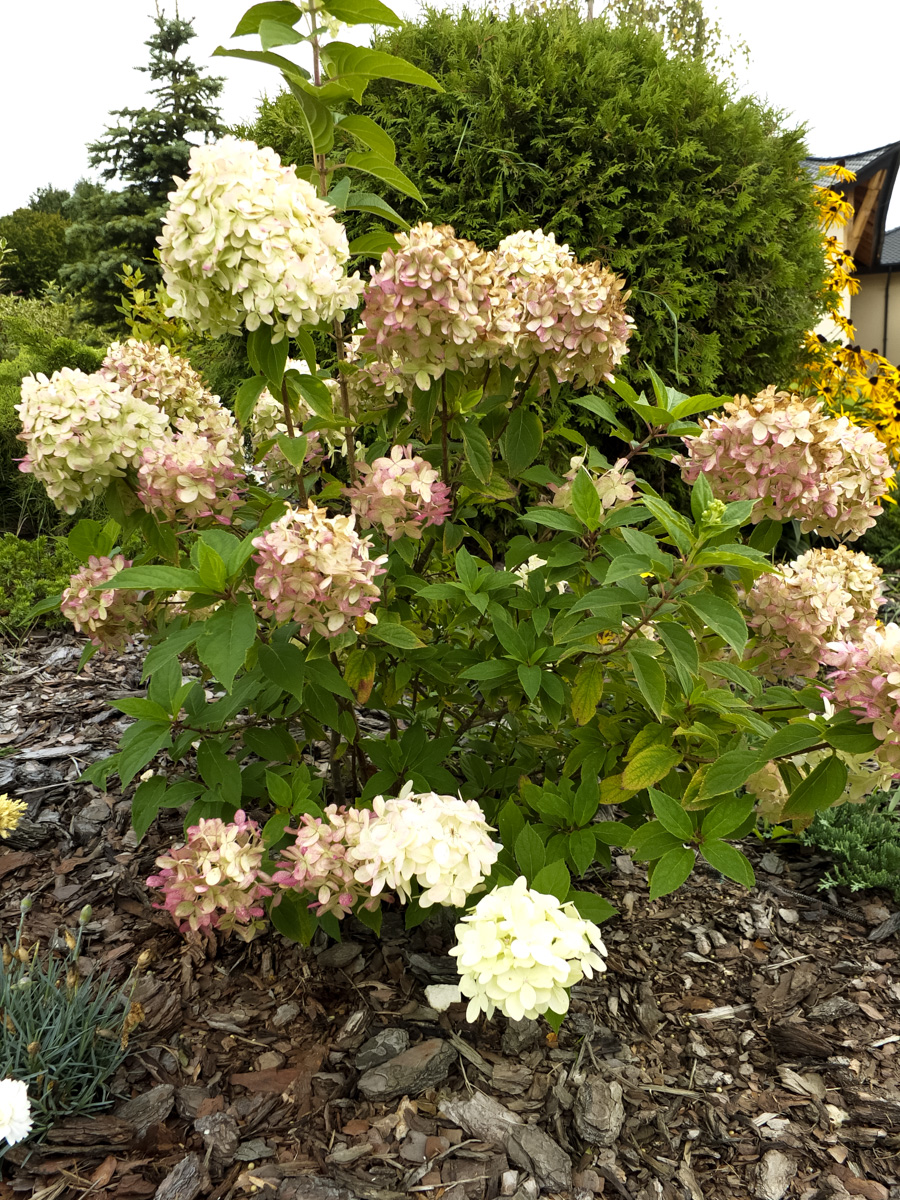 Hortensja bukietowa Phantom