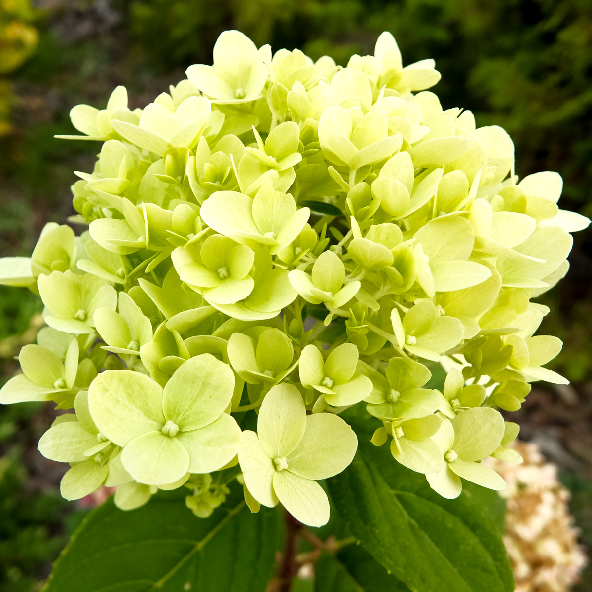 Hortensja bukietowa Phantom