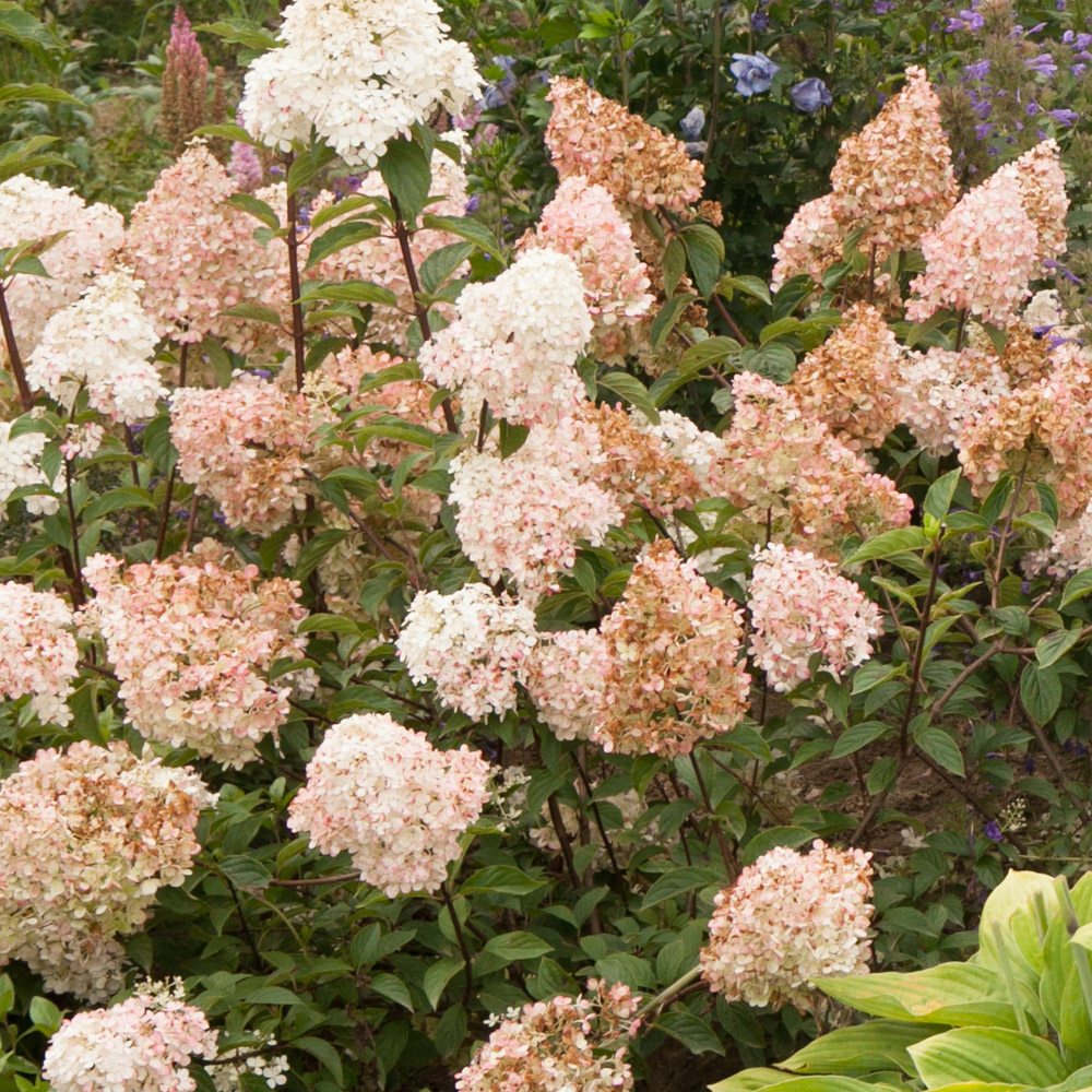 Hortensja bukietowa SUNDAE FRAISE 'Rensun'