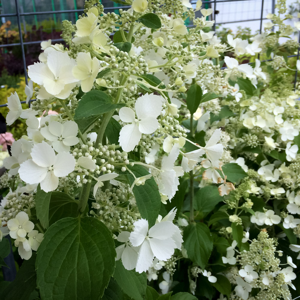 Hortensja bukietowa Unique