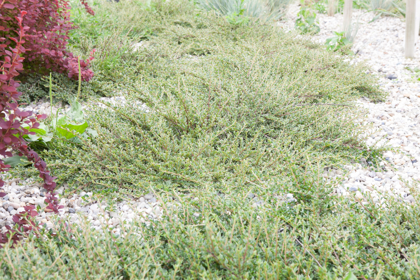 Irga purpurowa 'Variegatus'
