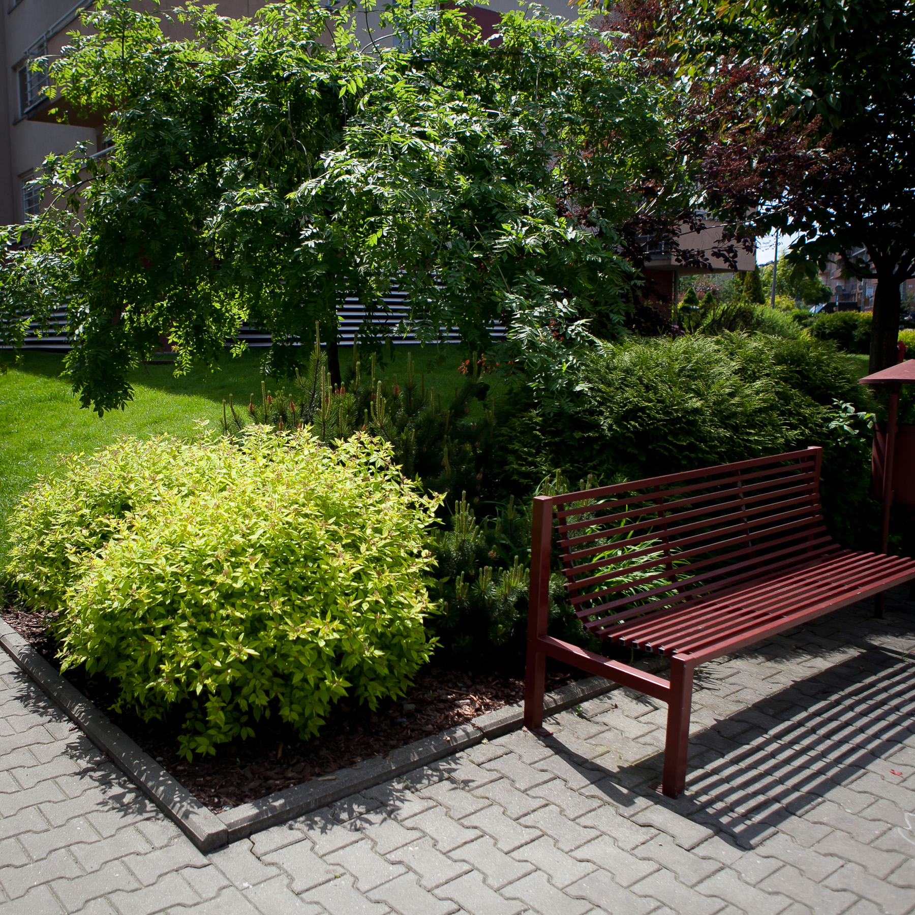 Jarząb pospolity 'Pendula', Tawuła japońska 'Goldmound'