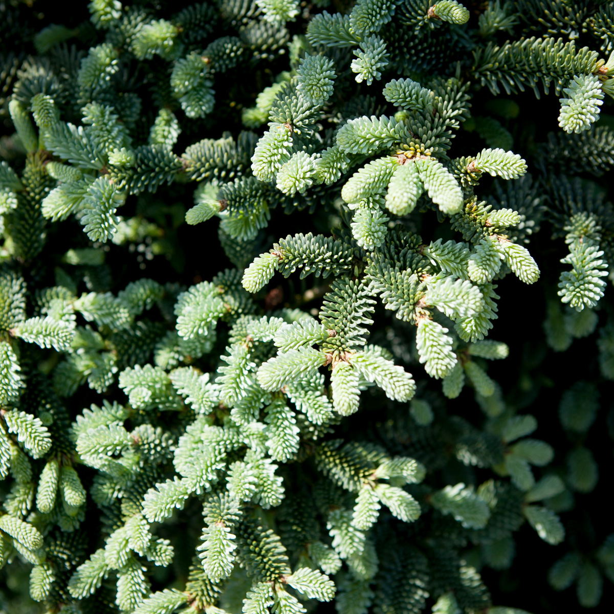 Jodła szlachetna Procumbens