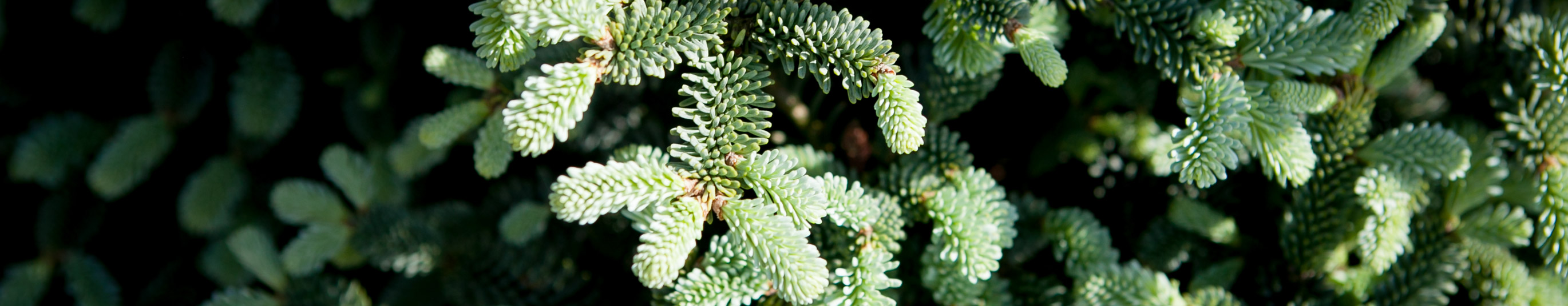 Jodła szlachetna Procumbens