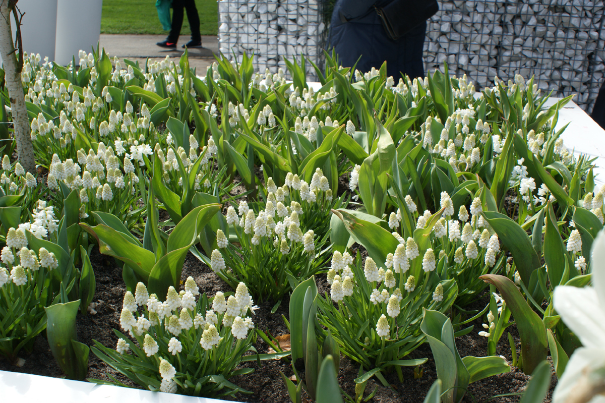 Kępy szafirka między liśćmi tulipanów