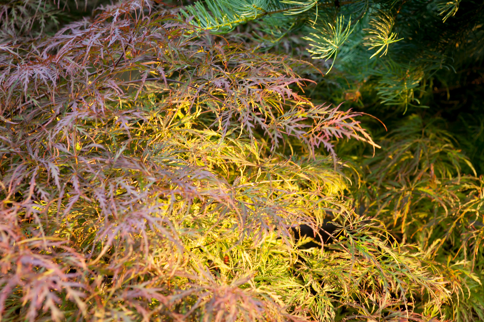 klon palmowy Dissectum Nigrum
