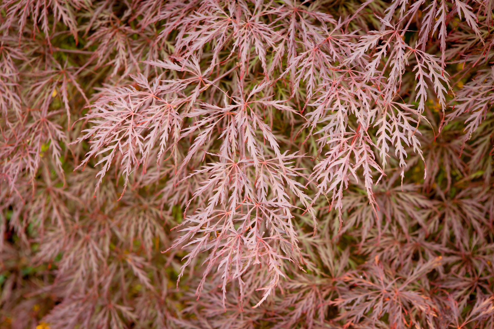 klon palmowy Dissectum Nigrum