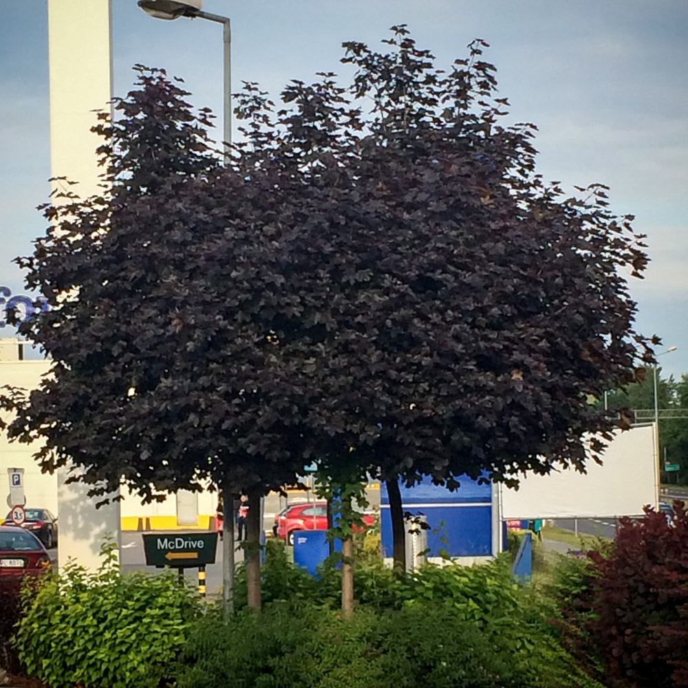 Klon zwyczajny Faassen's Black