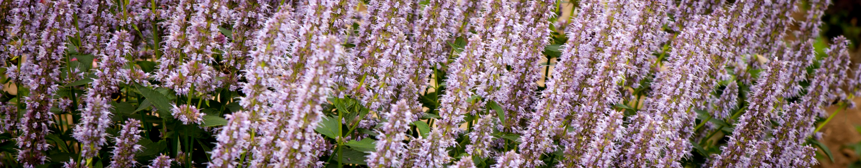 Kłosowiec fenkułowy