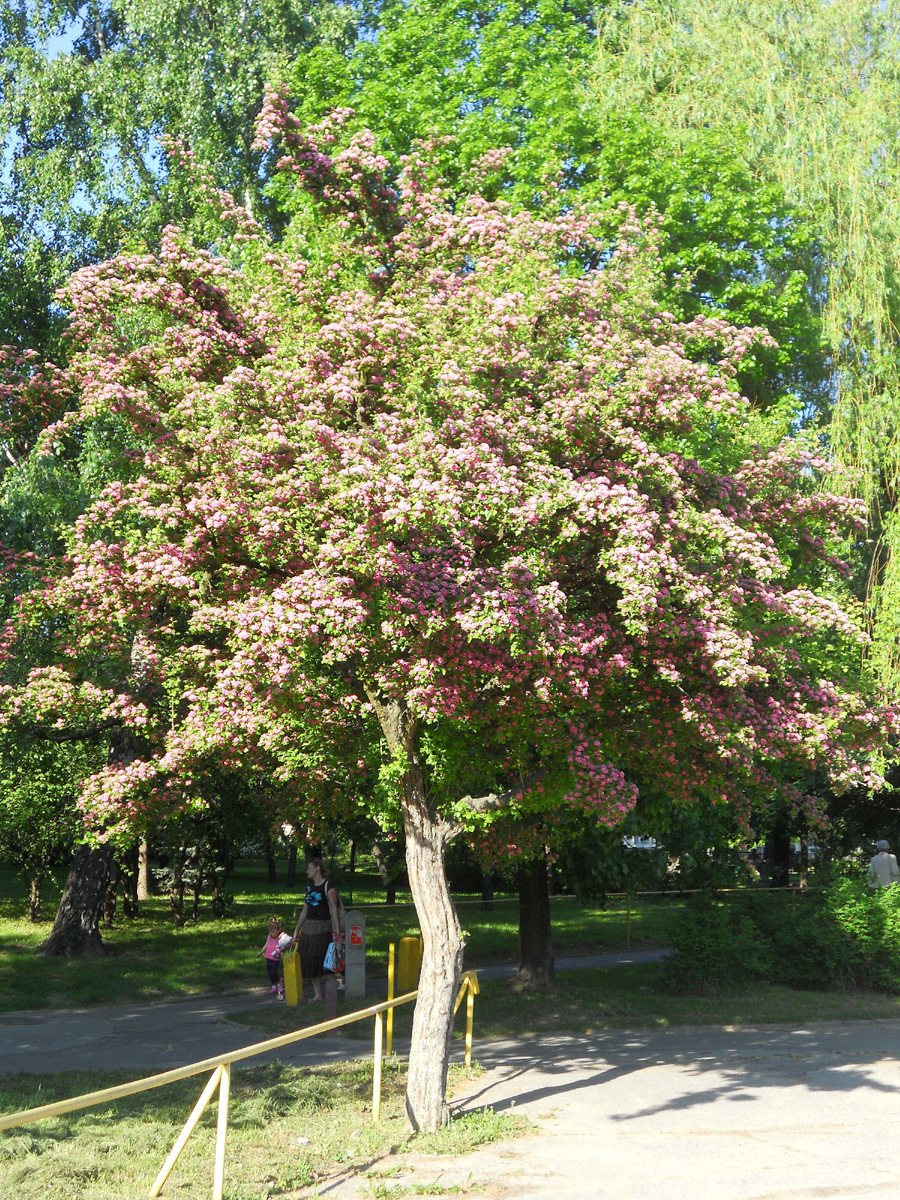 Kwitnące wiosną drzewo