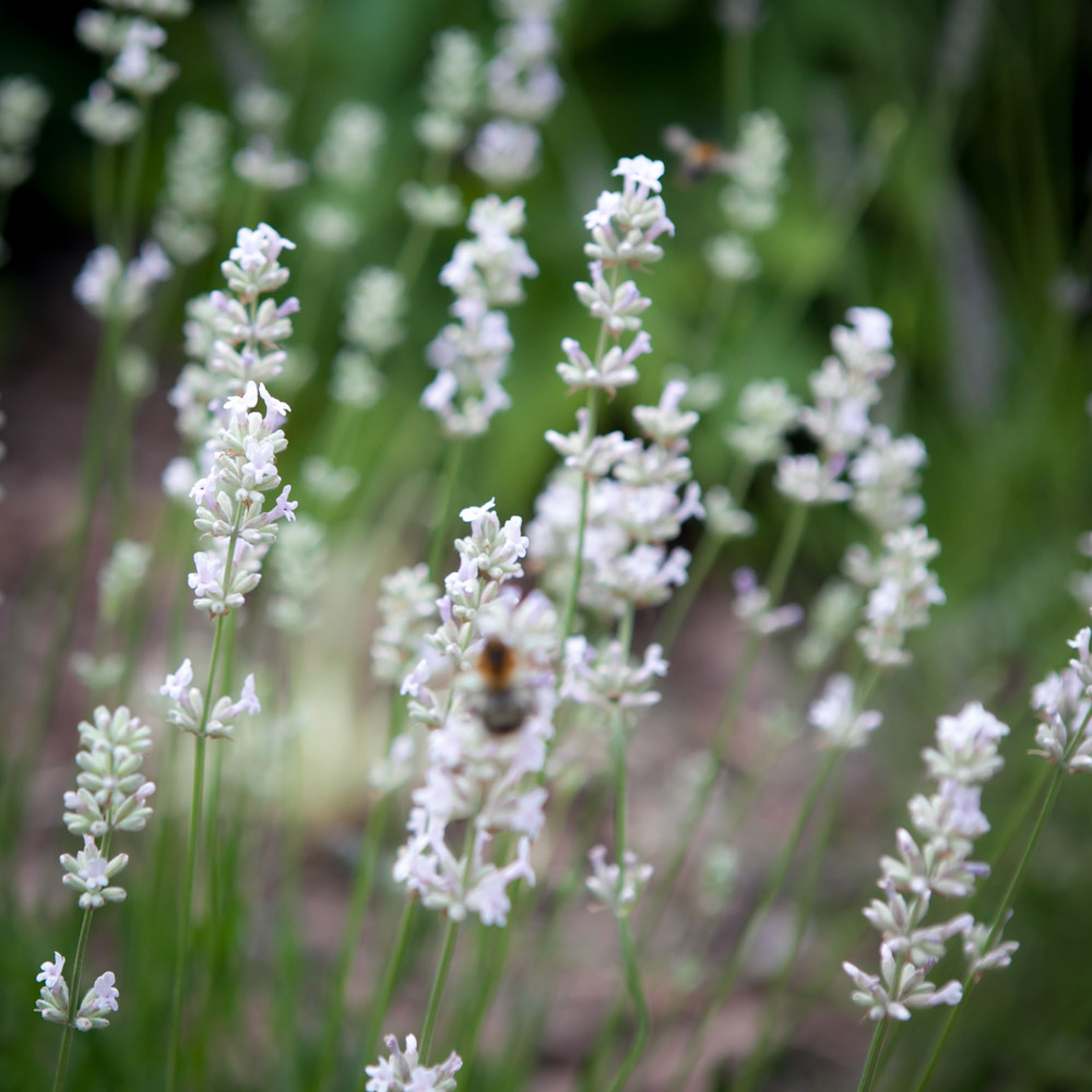 Lawenda wąskolistna Aromatico Silver