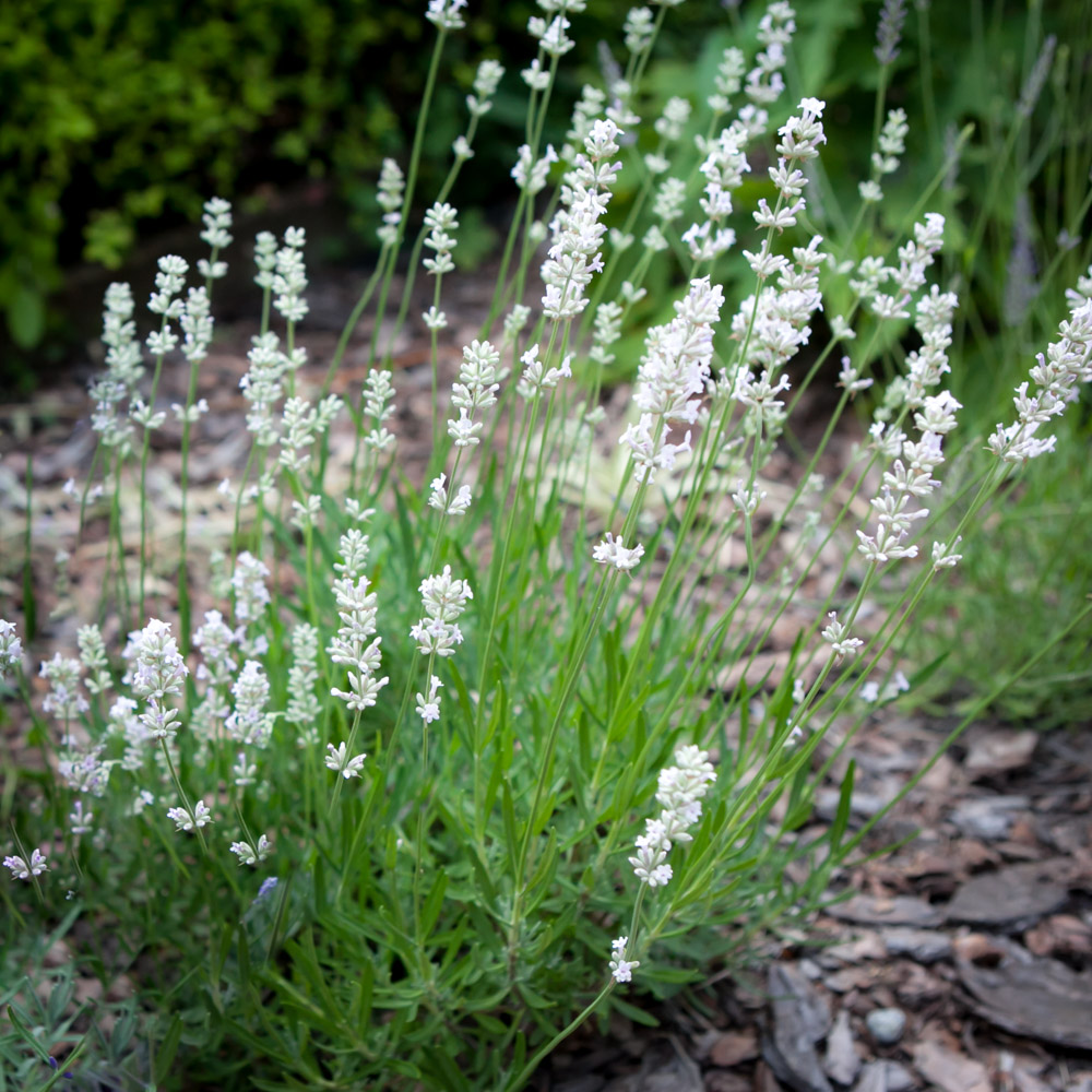 Lawenda wąskolistna Aromatico Silver