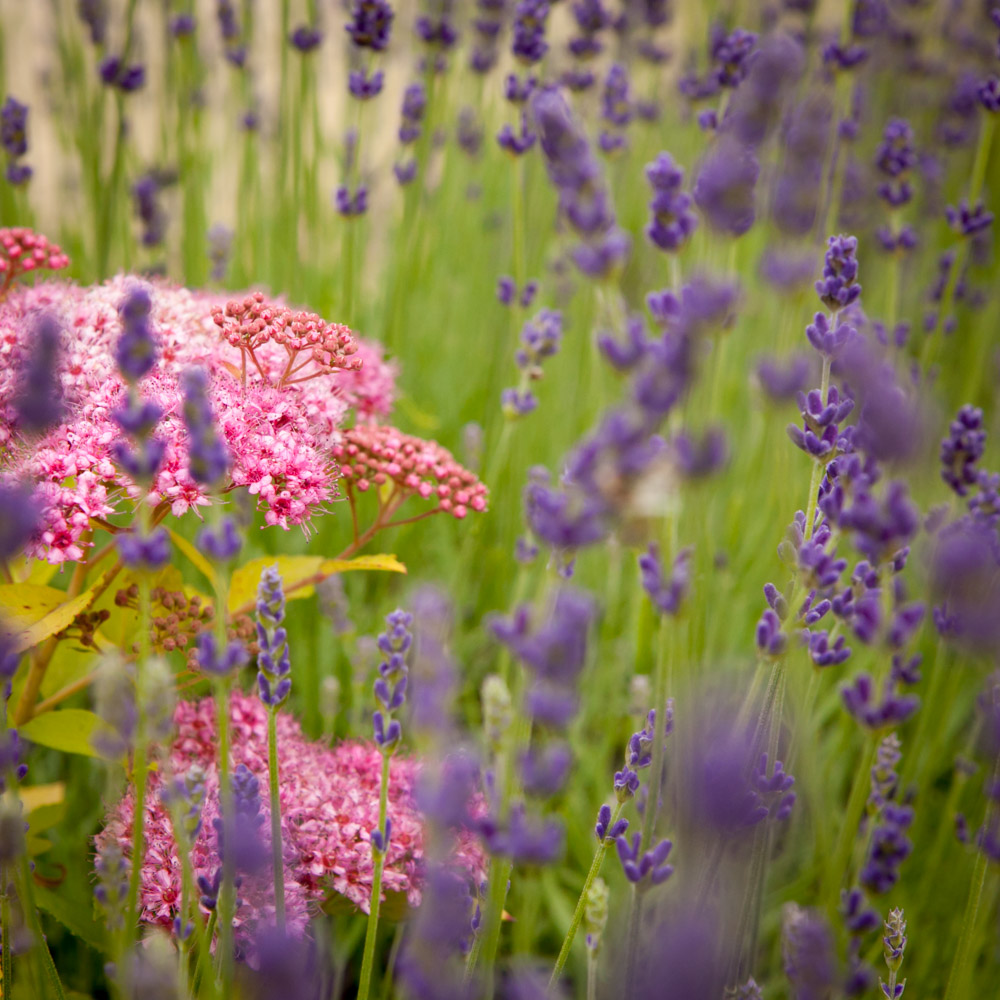 Lawenda wąskolistna Dwarf Blue