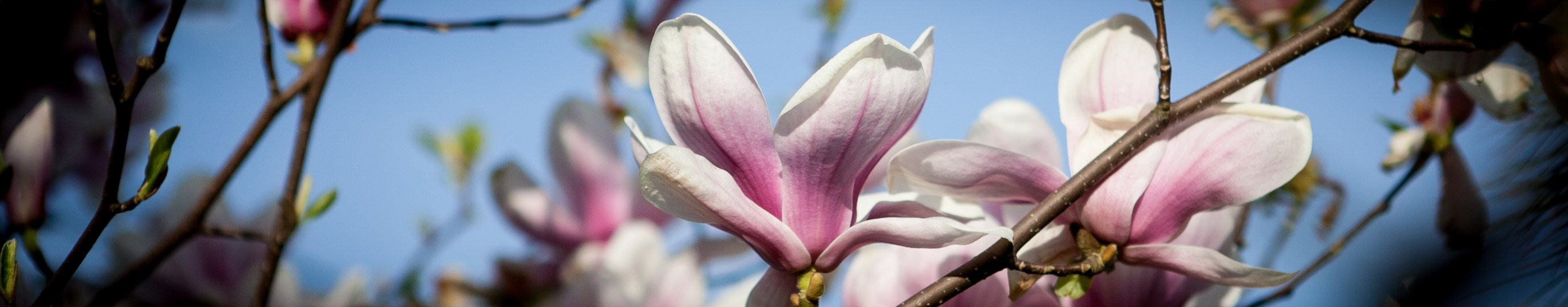 Magnolia pośrednia