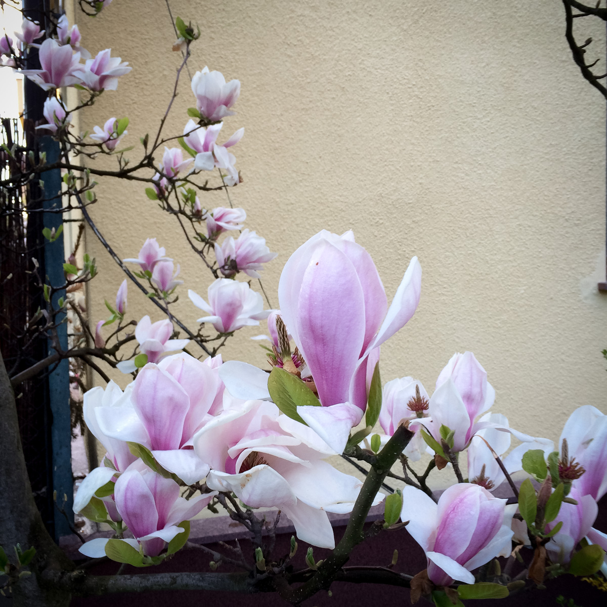 Magnolia pośrednia
