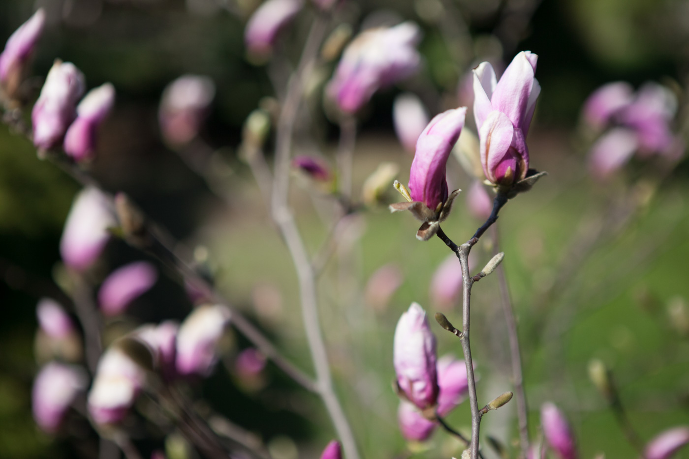 Magnolia 'George Henry Kern'