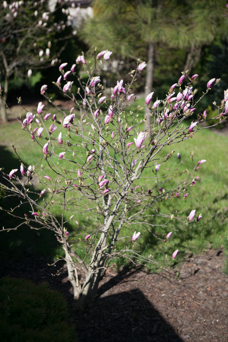 Magnolia 'George Henry Kern'