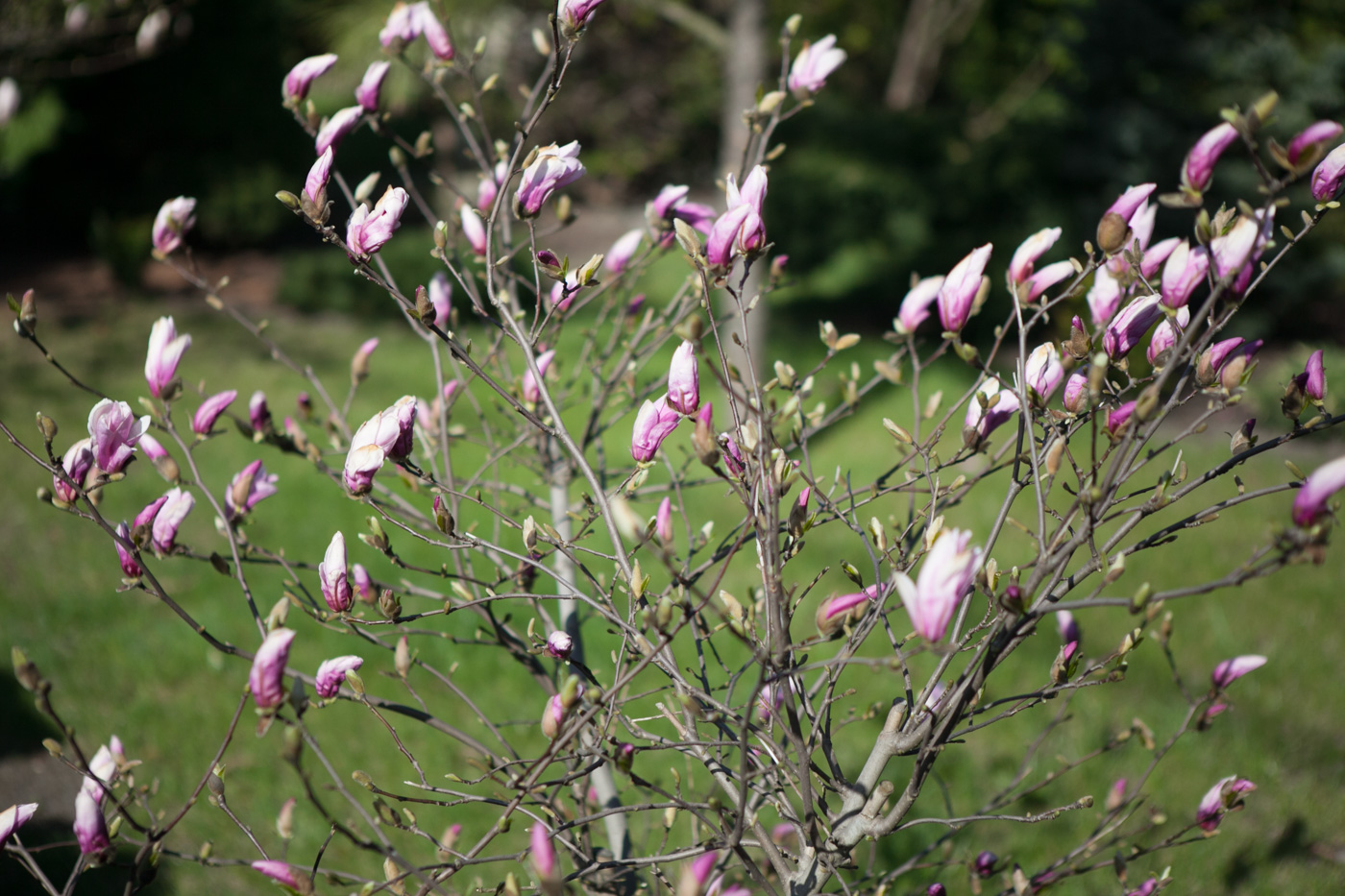 Magnolia 'George Henry Kern'