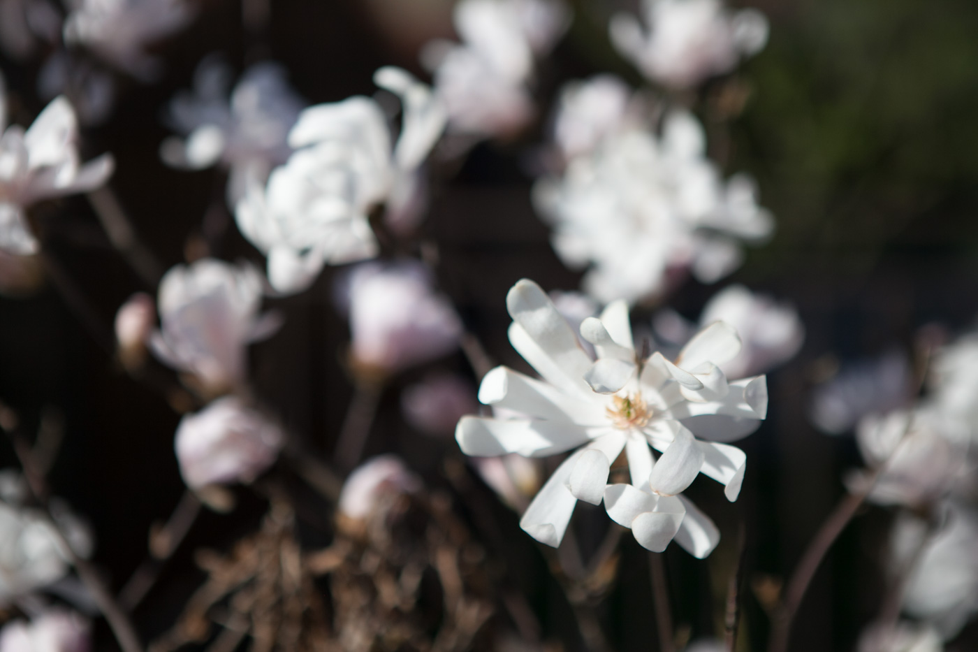Magnolia gwiaździsta 'Dr Massey'