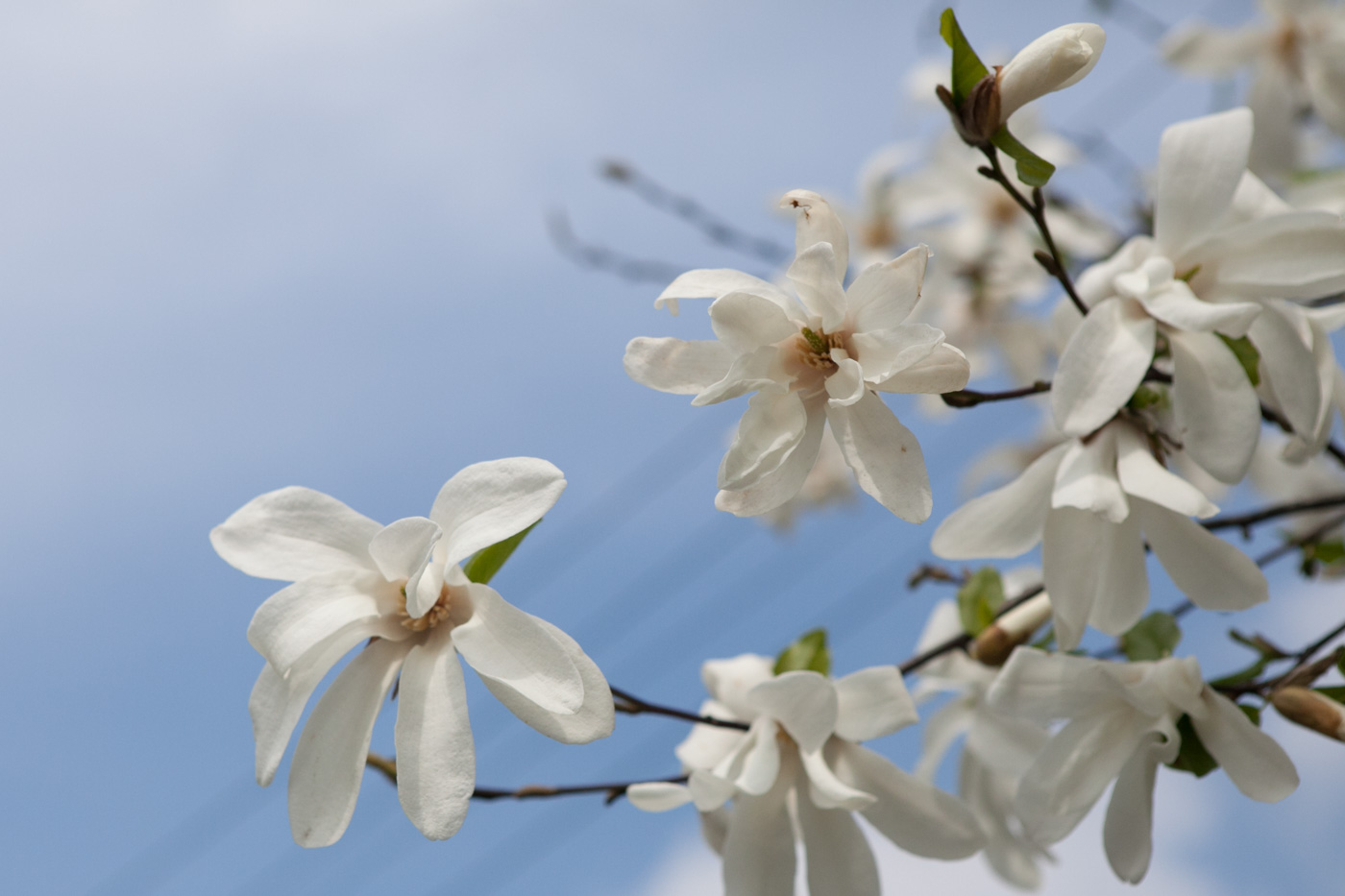 Magnolia japońska