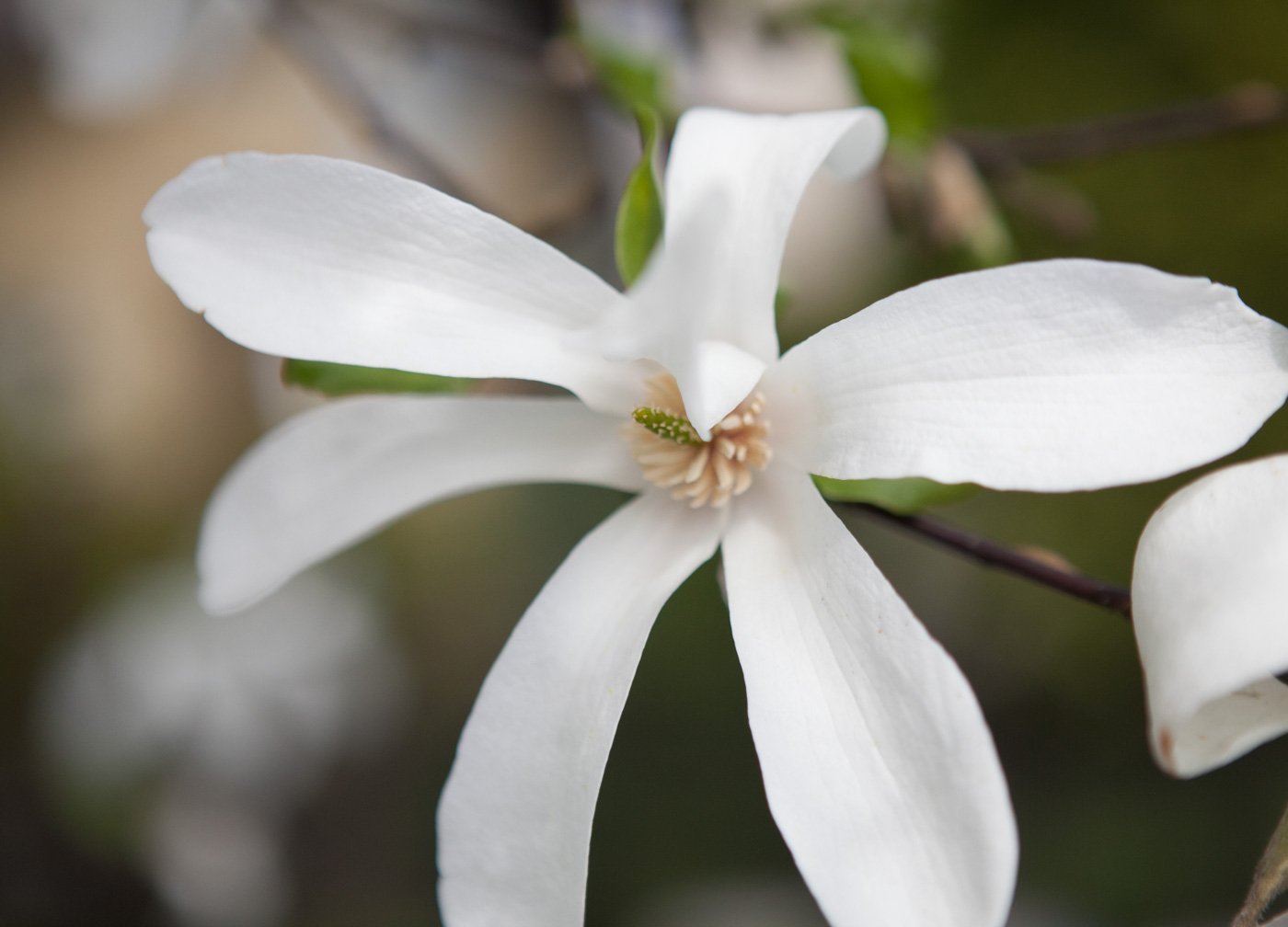 Magnolia japońska