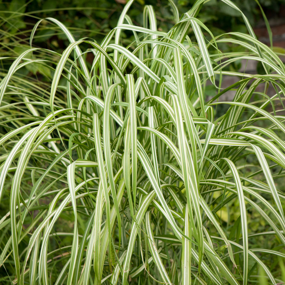 Miskant chiński Variegatus