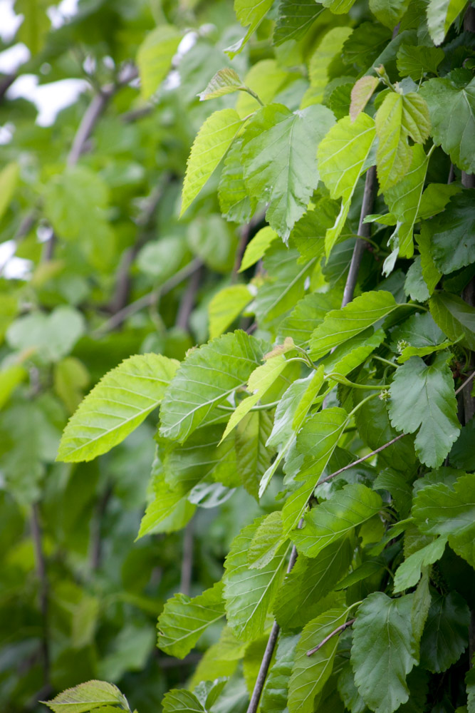Morwa biała Pendula
