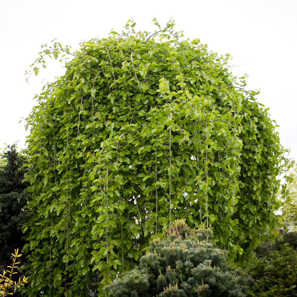 Morwa biała Pendula