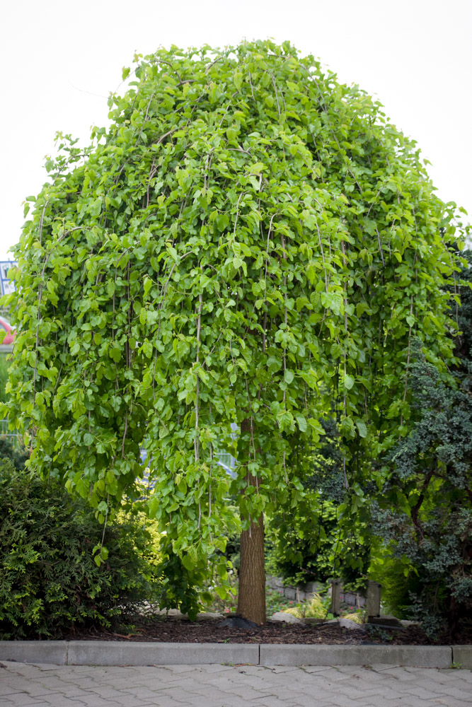 Morwa biała Pendula