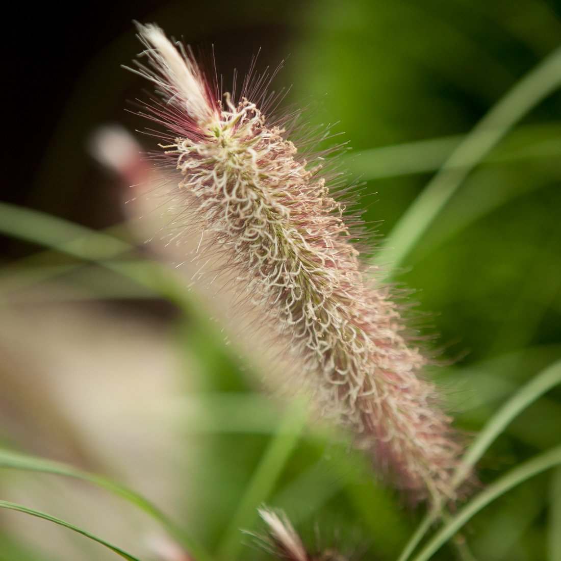 Rozplenica japońska Japonicum