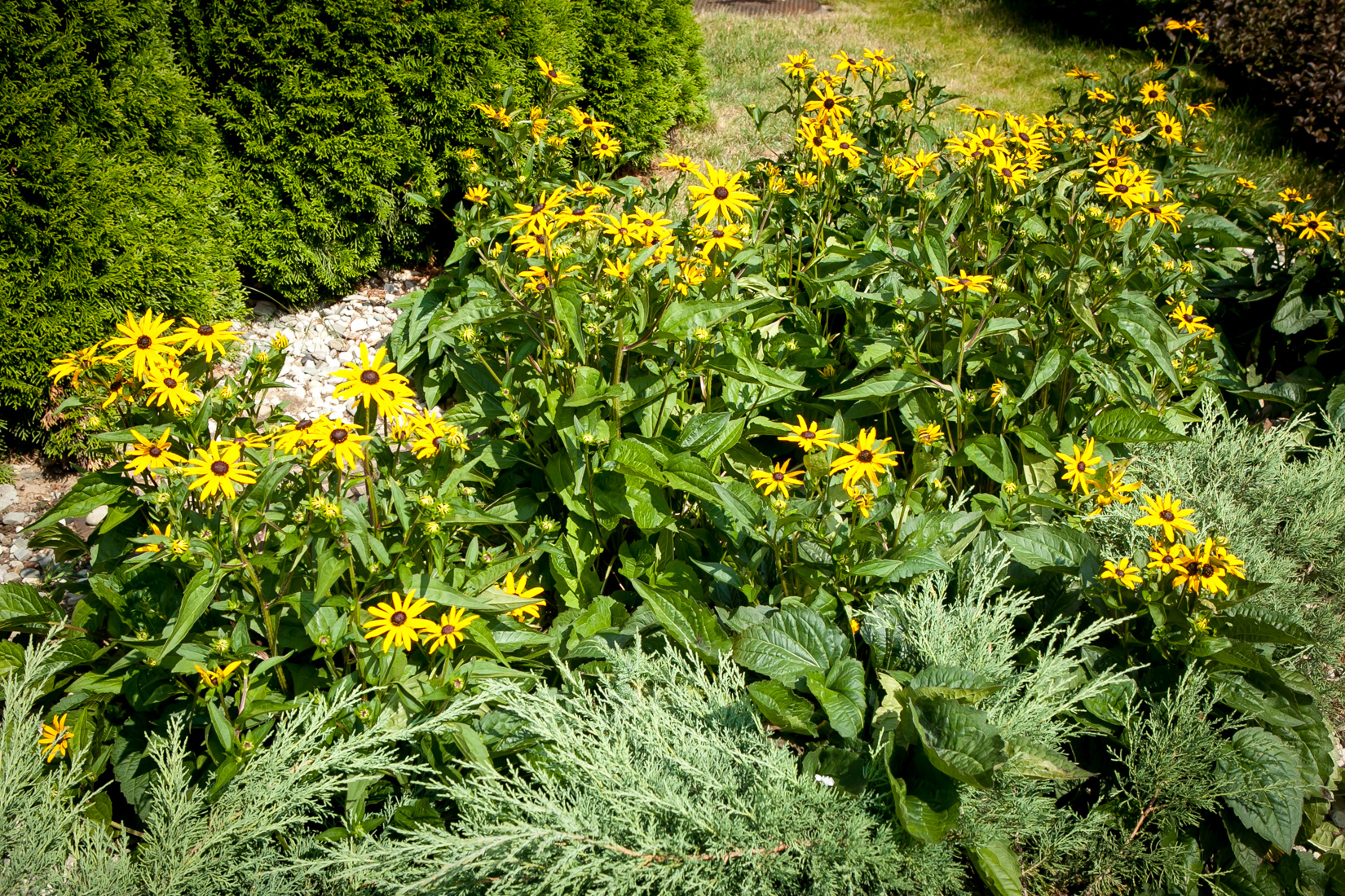 Rudbekia błyskotliwa Goldstrum