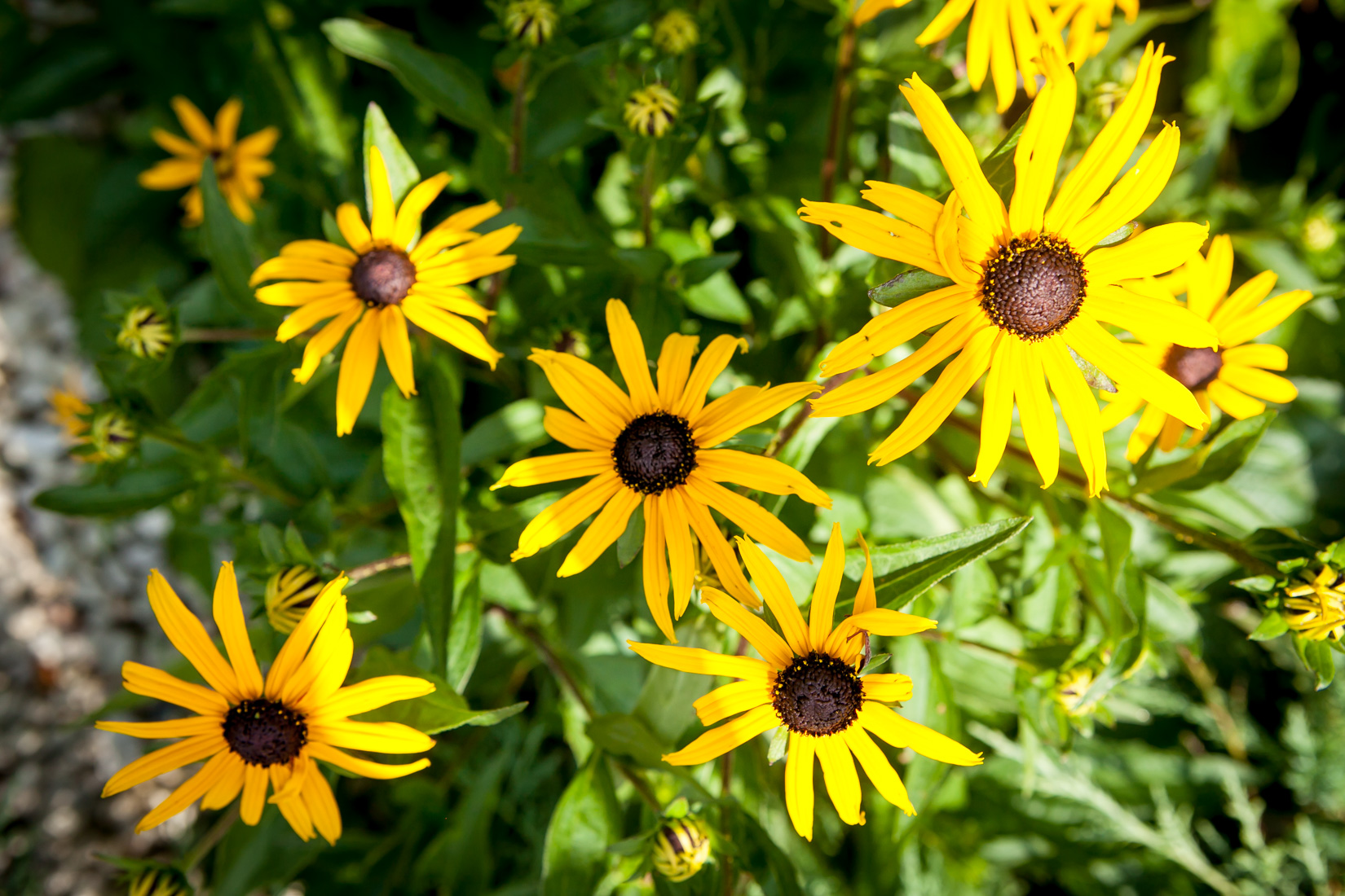 Rudbekia błyskotliwa Goldstrum