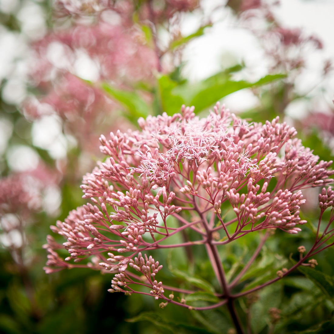 Sadziec plamisty Atropurpureum