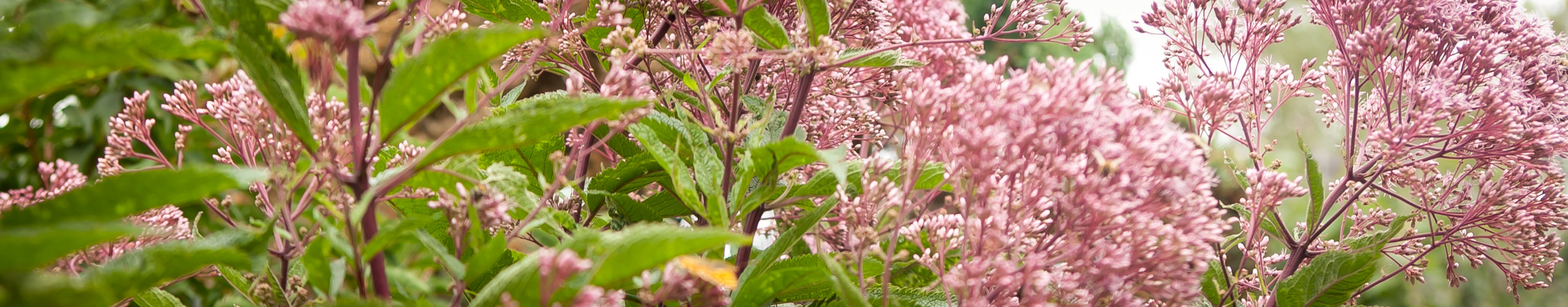 Sadziec plamisty Atropurpureum