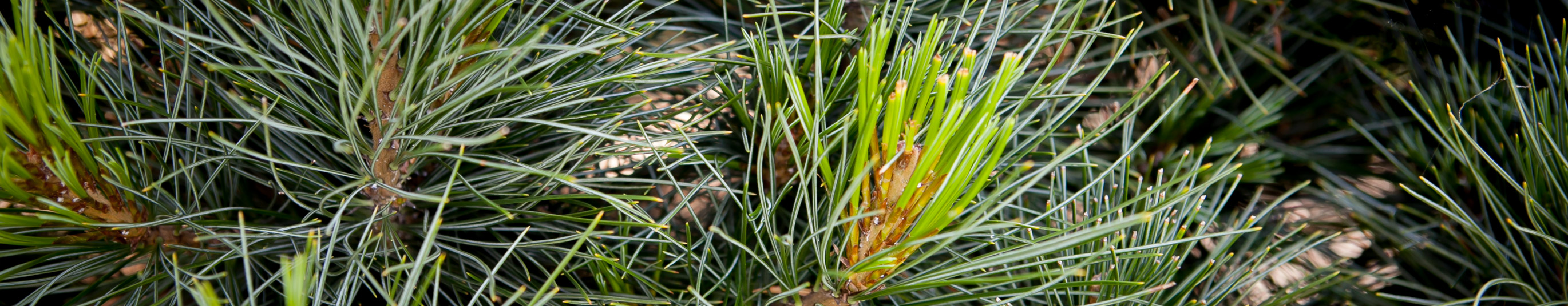 Sosna limba Glauca