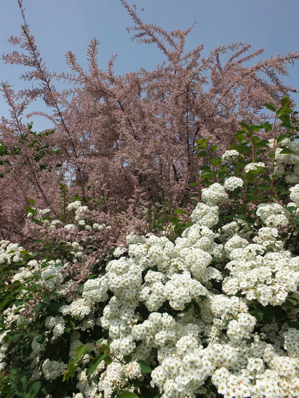 tamaryszek drobnokwiatowy, tamarix parviflora,